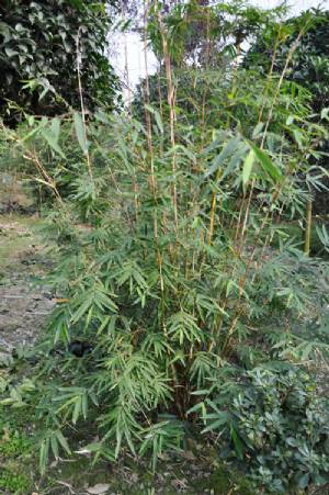 花孝顺竹图片二