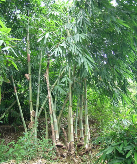 花巨竹图片三