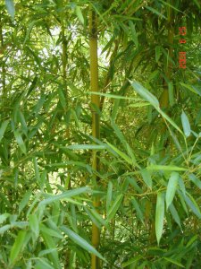 花吊丝竹介绍 花吊丝竹图片