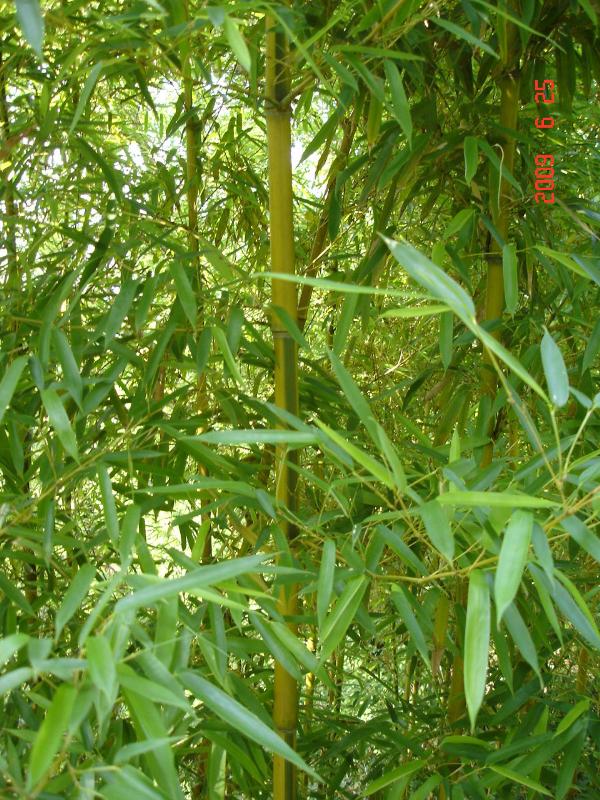 花吊丝竹图片一
