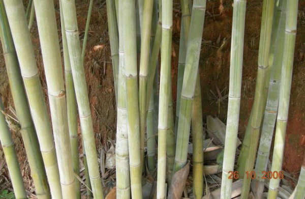 花吊丝竹图片三