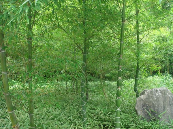 龟甲竹图片三