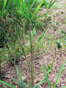 花卉鼓节竹简介 鼓节竹图片欣赏