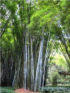 花卉粉单竹介绍 粉单竹图片大全