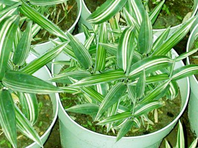 花卉菲白竹介绍 菲白竹图片大全