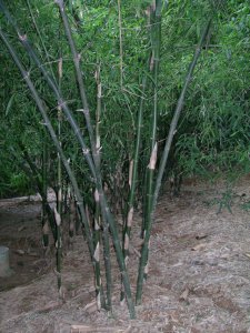 花卉东兴黄竹介绍 东兴黄竹图片欣赏
