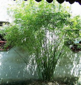 花卉慈孝竹介绍 慈孝竹图片欣赏