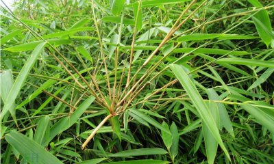 花卉巴山木竹介绍 巴山木竹图片集
