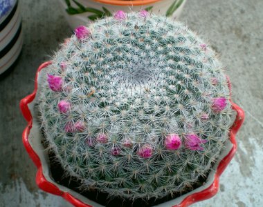 仙人掌（球）玉翁介绍 玉翁图片