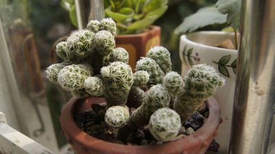 仙人掌（球）银手指介绍 银手指图片