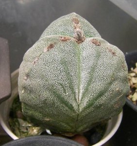 仙人掌（球）三角鸾凤玉简介 三角鸾凤玉长什么样图