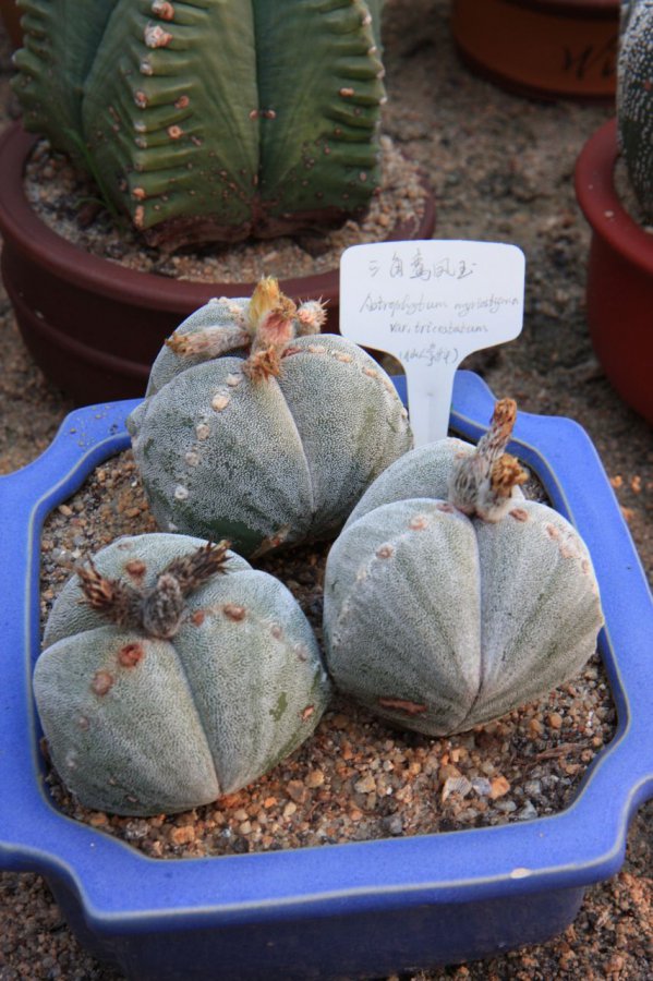 三角鸾凤玉图片三