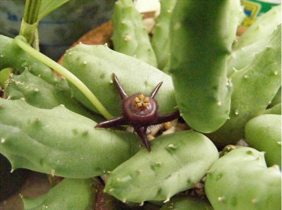 多肉植物玉牛角介绍 玉牛角照片图