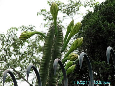 仙人掌（球）秘鲁天轮柱简介 秘鲁天轮柱图片