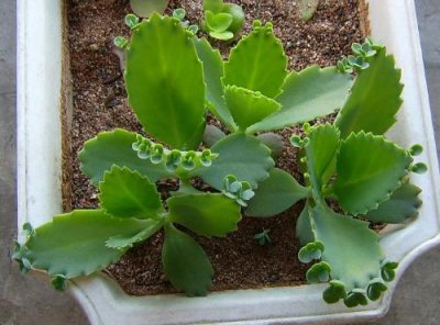 多肉植物落地生根介绍 落地生根长什么样图