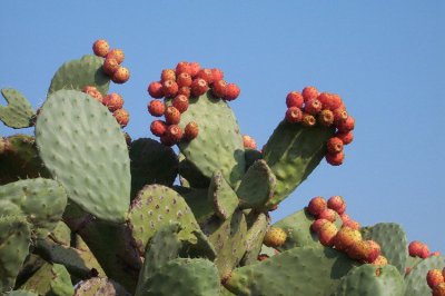 梨果仙人掌简介 梨果仙人掌图片