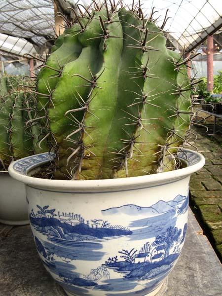巨鹫玉图片三