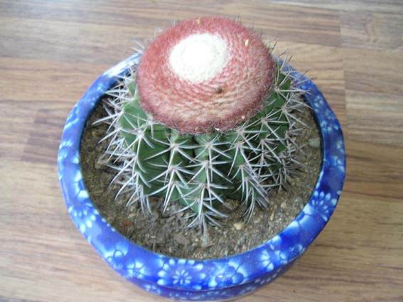 层云图片二