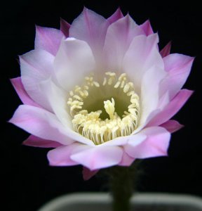 仙人掌（球）草球简介 草球图片集