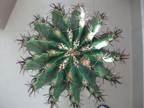 半岛玉图片二
