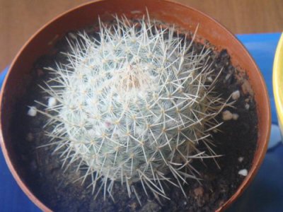 仙人掌（球）白玉兔详解 白玉兔图片