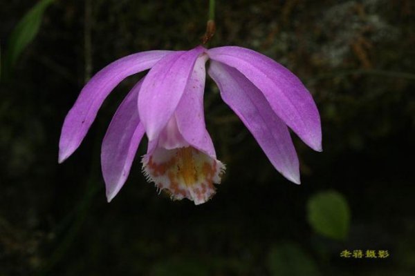 （T-W）独蒜兰图片二