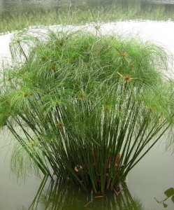 水生花卉纸莎草介绍 纸莎草图片欣赏