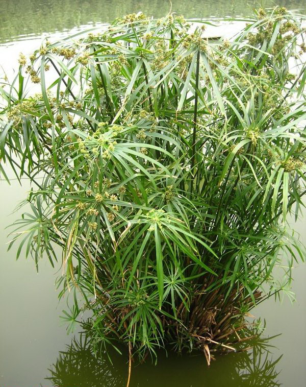 纸莎草图片三