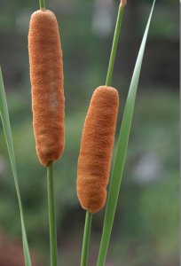 水生花卉长苞香蒲简介 长苞香蒲图片