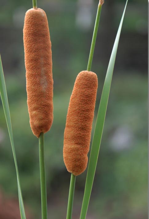 长苞香蒲图片一