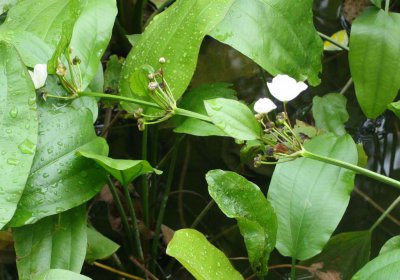 花卉泽泻简介 泽泻图片大全