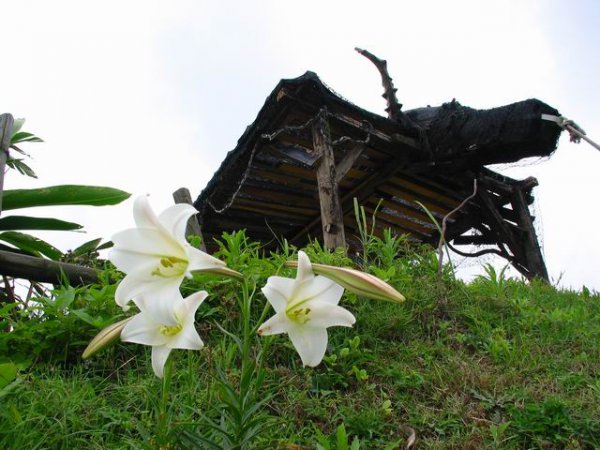 野百合图片四