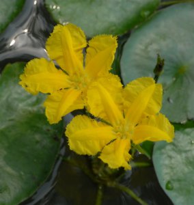 水生花卉莕菜简介 莕菜图片