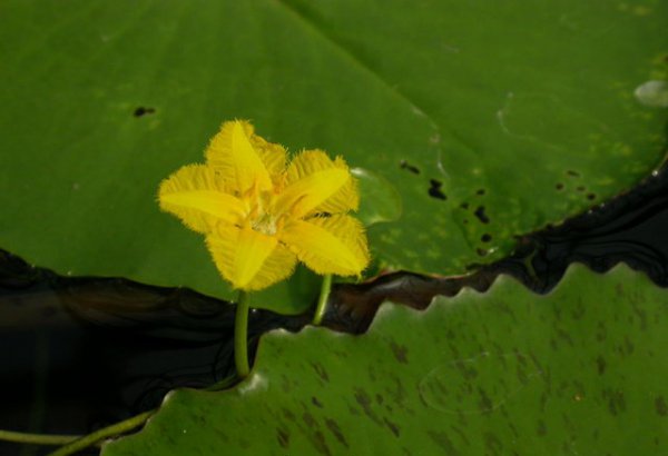 莕菜图片三