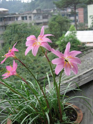 小韭兰图片四