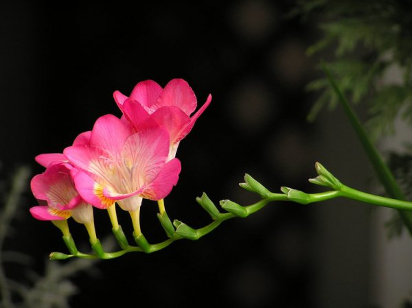 小苍兰图片三