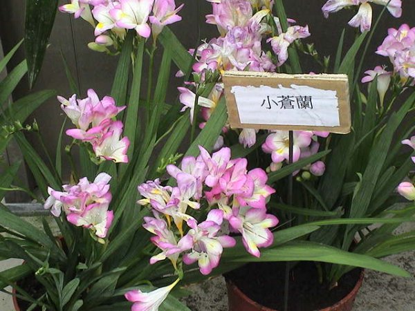 小苍兰图片四