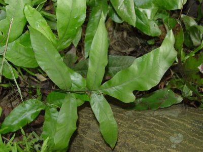 蕨类植物下延三叉蕨介绍 下延三叉蕨图片欣赏
