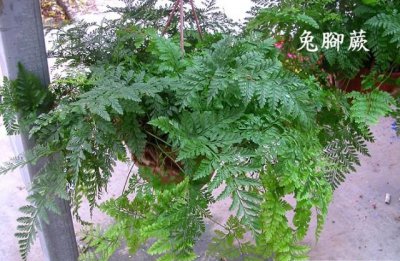 兔脚蕨（狼尾蕨）简介 兔脚蕨（狼尾蕨）长什么样图