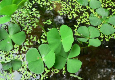 水生花卉田字萍介绍 田字萍图片欣赏