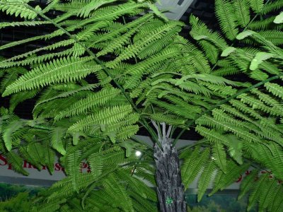 蕨类植物桫椤介绍 桫椤图片欣赏