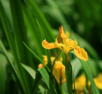 常绿花木水生鸢尾简介 水生鸢尾图片欣赏