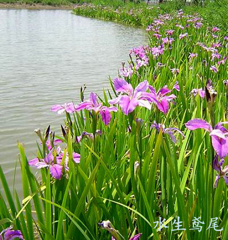 水生鸢尾图片二