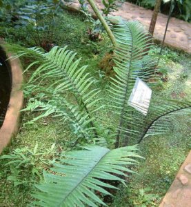 蕨类植物暗鳞鳞毛蕨介绍 暗鳞鳞毛蕨图片欣赏