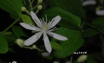 花卉威灵仙详解 威灵仙图片