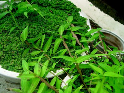 水生花卉水禾介绍 水禾图片集
