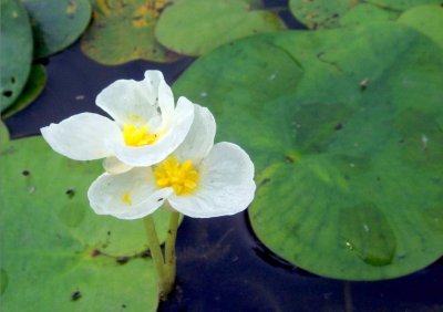 水生花卉水鳖简介 水鳖图片欣赏