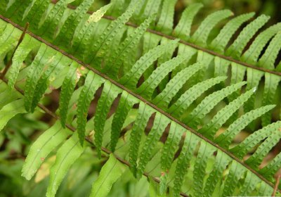 蕨类植物肾蕨介绍 肾蕨图片大全