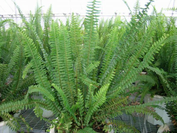 肾蕨图片三