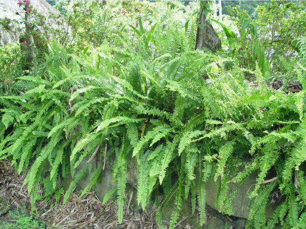 肾蕨图片四